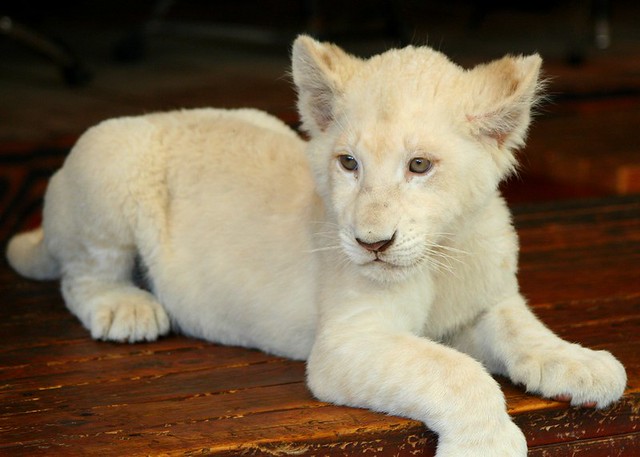 WHITE LION cub { Explored } | Flickr - Photo Sharing!