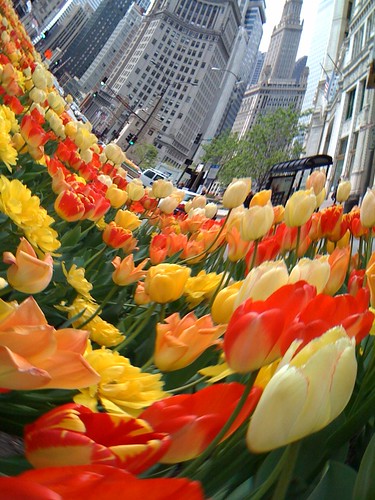 The tulips make everything into a cartoon world (5)