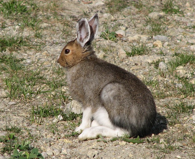 Varying Hare (Snowshoe Hare) | Flickr - Photo Sharing!