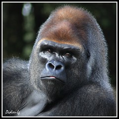 Gorilles - Gorilla