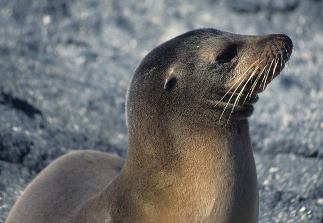 Galapagos sea lion: portrait with a double chin