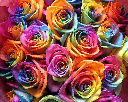 multi colored roses