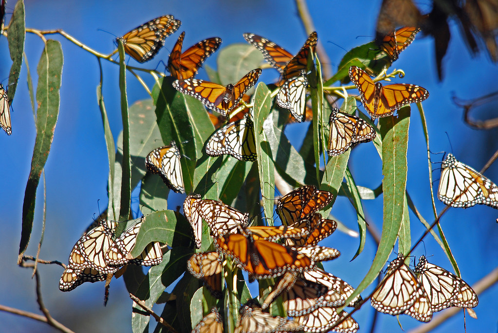 Weather and Milkweed Shortage Lead to Monarch Butterfly Declines