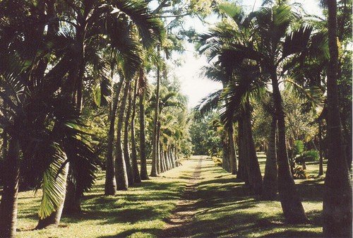 Pamplemousses Botanical Gardens. Photo by http://www.flickr.com/photos/mwanasimba/ CC by SA