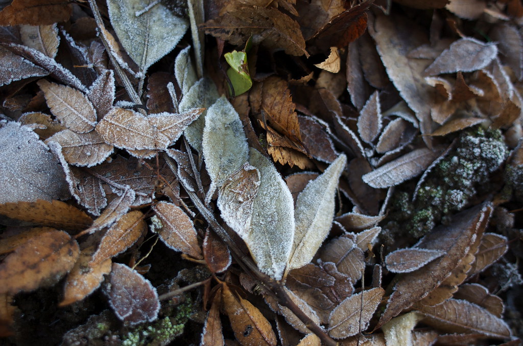 霜がついた落ち葉