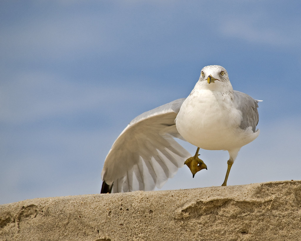 gull on Fire Island
