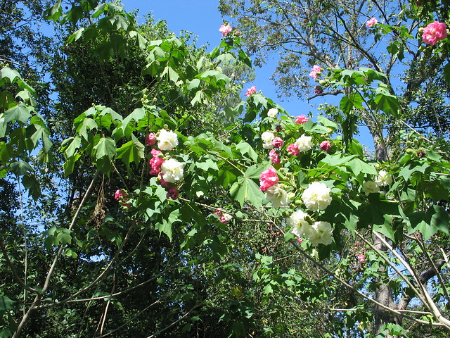 confederate-rose-tree-flickr-photo-sharing