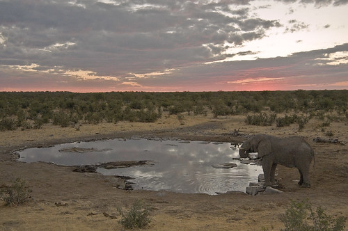 Elephants at the Watering Hole