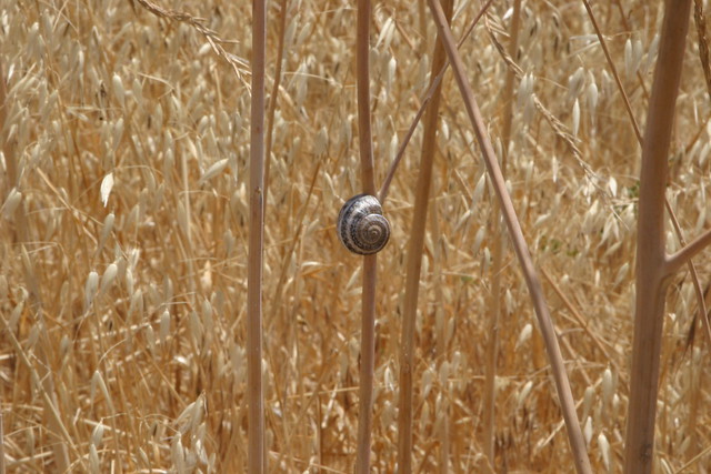 snail in the grasses