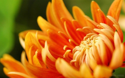 Crisantemo. Fotografía: Alberto García