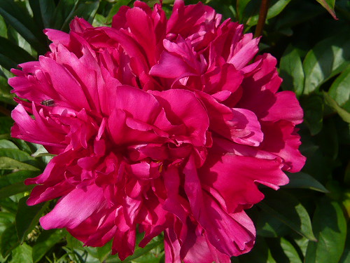 Scented Peony