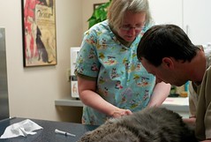 A Visit to the Vet's Office