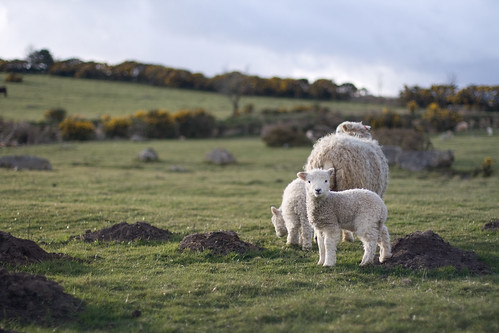 Spring lamb... by ~Zoe~