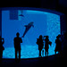 20080724 Aquarium 05 （あっち側とこっち側）