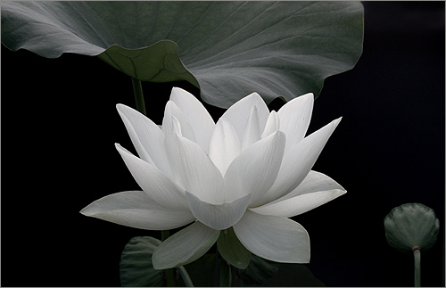 For the best results please view this black and white Lotus flower image on