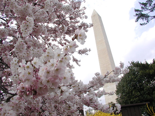 Cherry Blossoms and Washington Monument, Washington DC