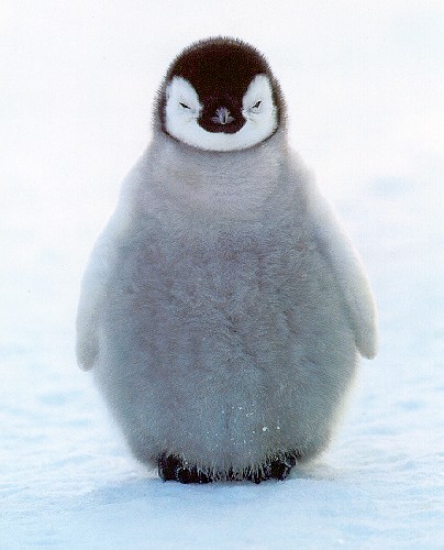 baby Penguin by tnorm11
