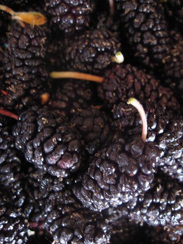 MULBERRY