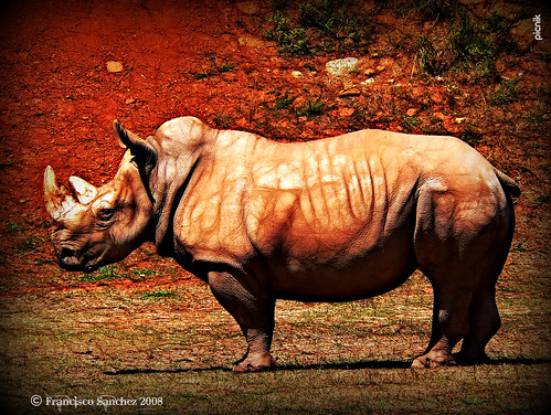 Rinoceronte / Rinoceront
/ Rhinoceros / Rhinocerotidae