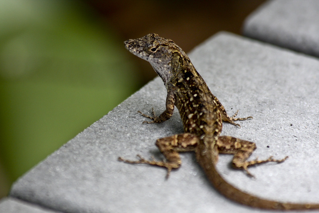 Florida Lizard | florida lizard | By: abehrens | Flickr - Photo Sharing!