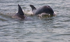 Dolphin Watching 080816