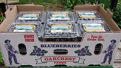 Blueberries in NJ