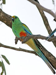 Psittacidae - New World and African Parrots