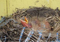 Bird Nests