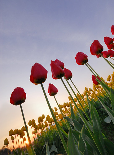 Tulips Sunrise