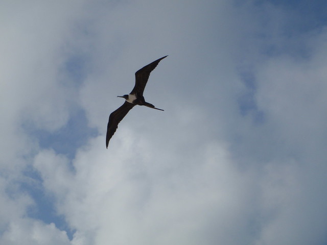 birds-in-cancun-mexico-image-p6150039-flickr-photo-sharing