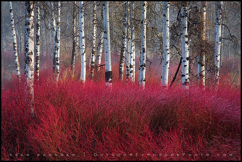 Red Willow Sea