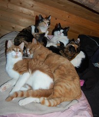 Cats - Group pictures