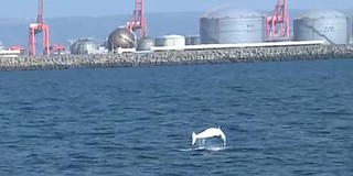台中港發現的白海豚。（攝影：簡毓群）
