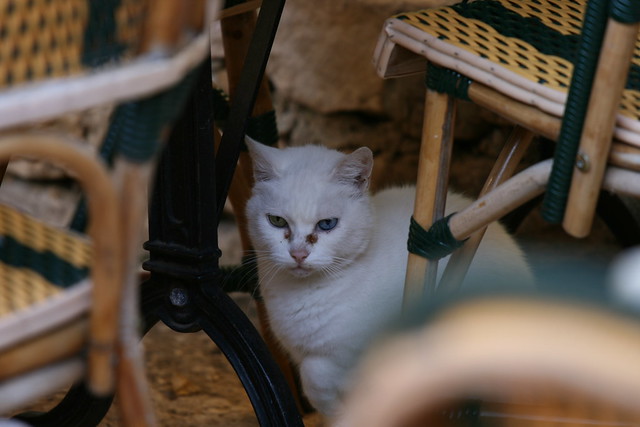 Cats in one restaurant in Sarlat