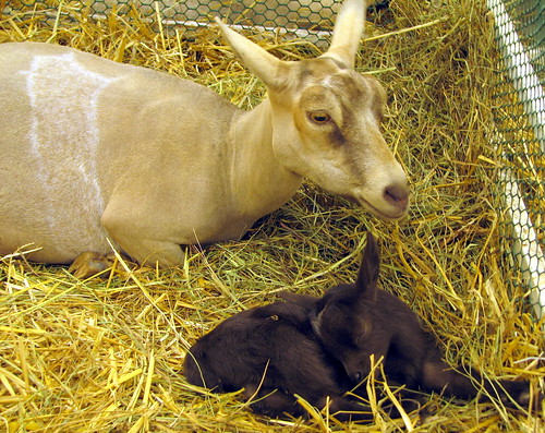 100 Things to see at the fair #12: Mother & Baby