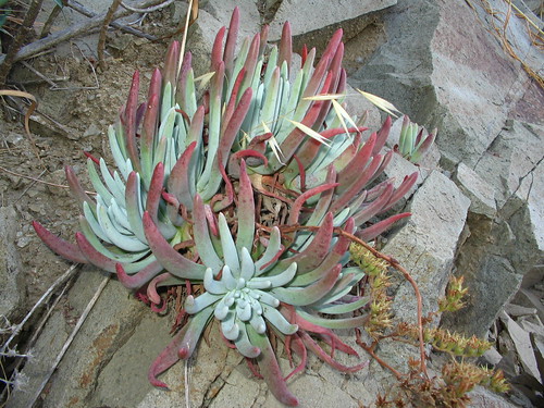 Catalina Succulent by icountdisasters