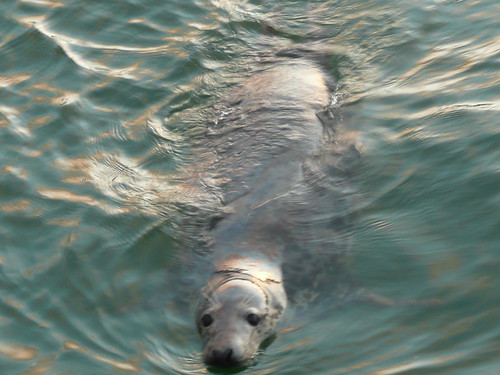 Seals in The Harbour at St.Ives,Cornwall (5)