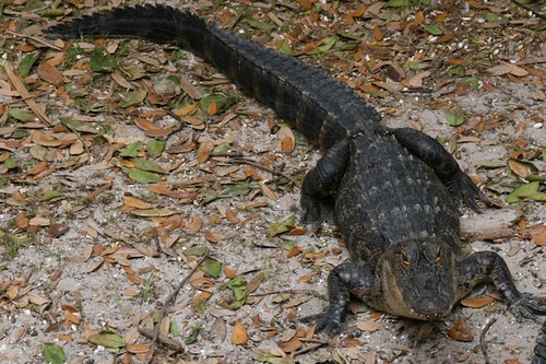 Alligator Farm @ St Augustine, FL