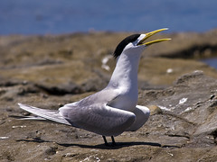 Laridae - Gulls, Terns, and Skimmers