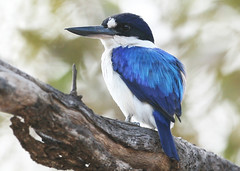 Birds in Australia