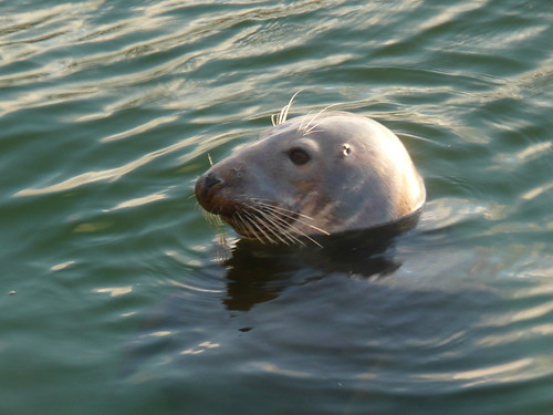 Seals in The Harbour at St.Ives,Cornwall (14)