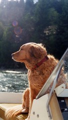 dog and boat and more