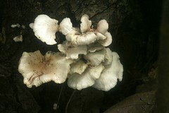 Fungos e cogumelos
