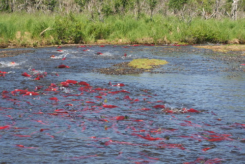 阿拉斯加布里斯托爾灣的紅鮭魚群。（圖：toddraden）