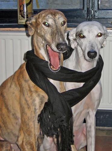two greyhounds sitting happily for the photographer, they are sharing a scarf wrapped around their shoulders