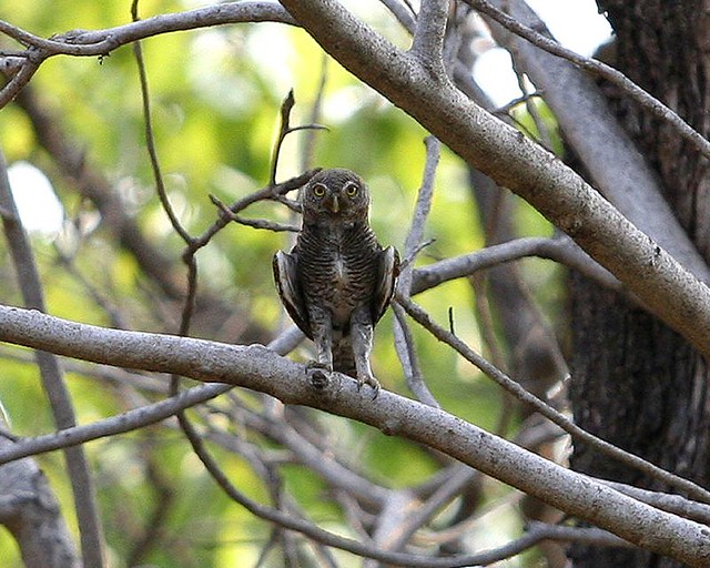 Barred jungle owlet