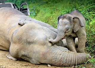 馬來西亞婆羅洲侏儒象，幼象企圖使中毒死亡的母象復活。（圖片來源：沙巴州野生動物保護處／Sabah Wildlife Department）