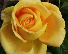 Rosen-roses - only