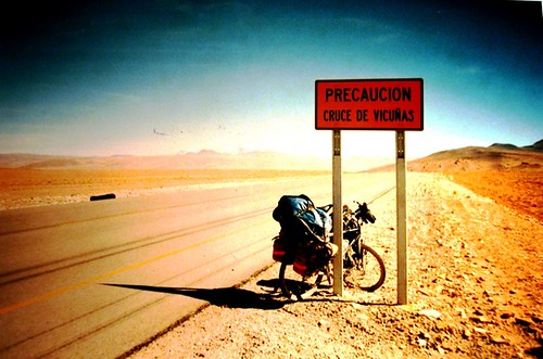 Danger! Vicunas crossing the road. Atacama desert, South America