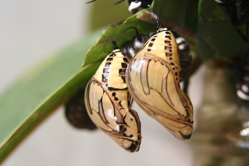 Vlinderhuis Misahuallí (Ecuador); cocons van vlinders by Geert en Sara